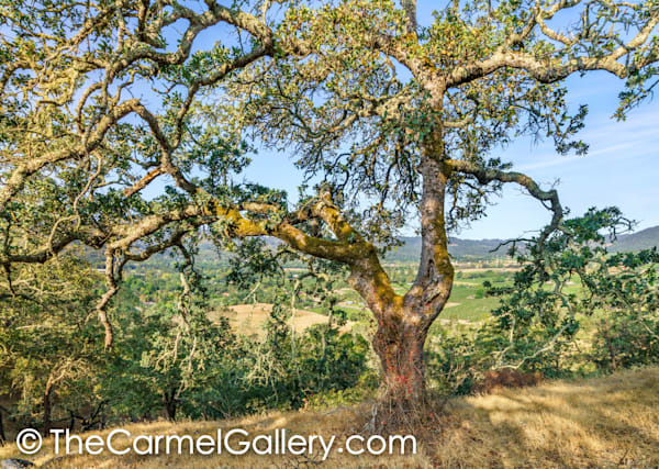 Oat Hill Oak