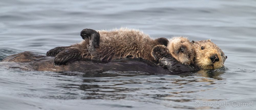 Otter Cuddle Photography Art | The Carmel Gallery