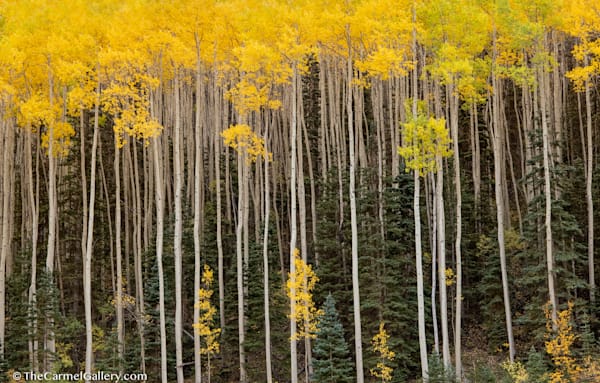 Overstory Photography Art | The Carmel Gallery