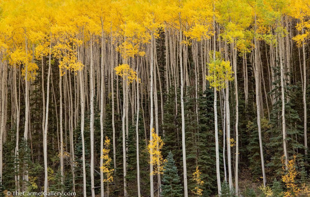 Overstory Photography Art | The Carmel Gallery