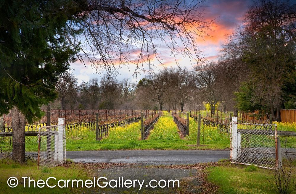 Open to the Vineyard