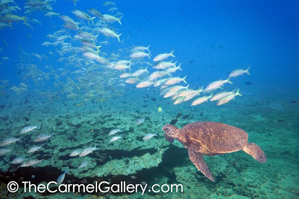 Ocean Travels