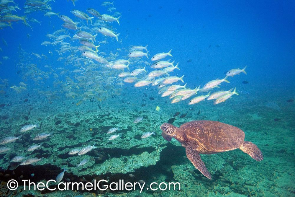 Ocean Travels