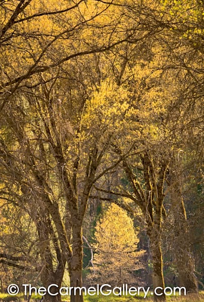 Oak Cathedral