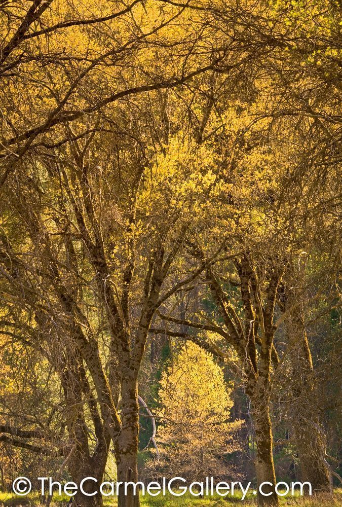 Oak Cathedral