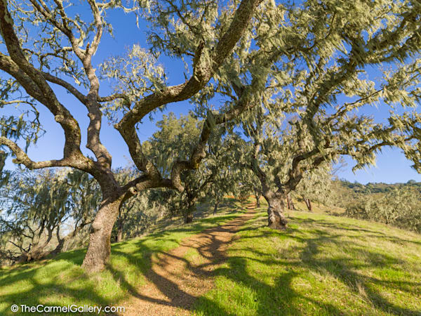 Oak Shadows