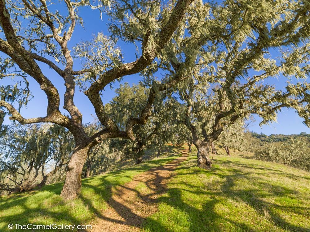 Oak Shadows
