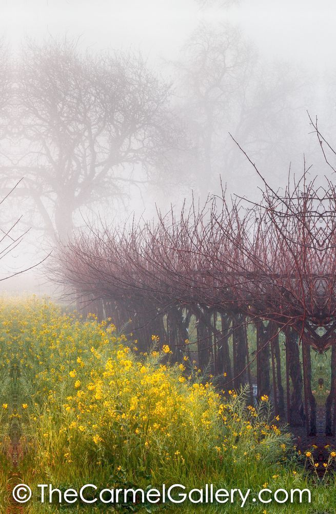Oak in the MIst