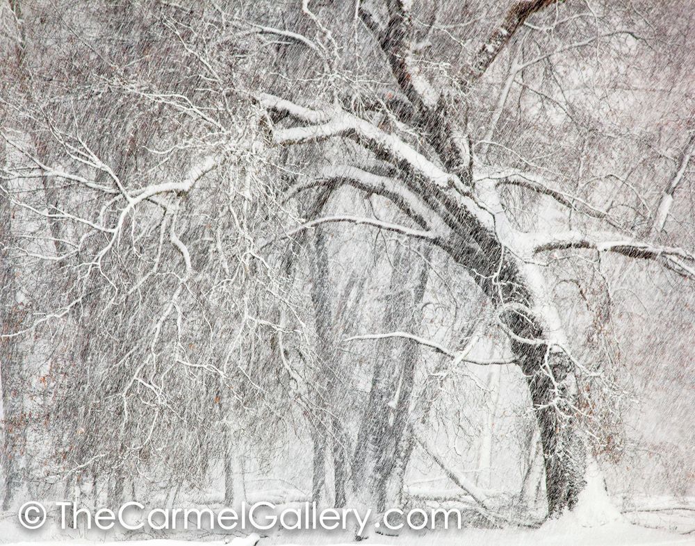 Oak and Winter Storm BW