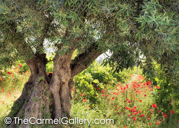 Olive Tree & Poppies