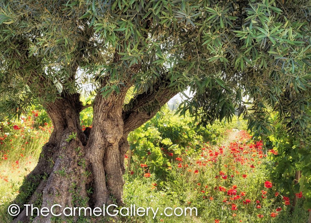 Olive Tree & Poppies
