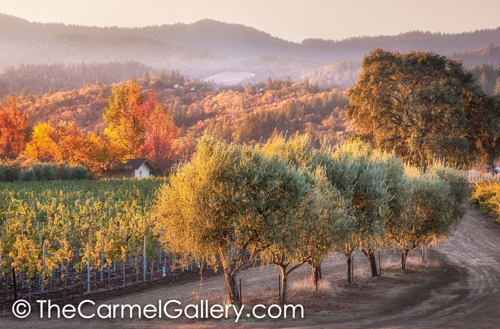 Olive Row Autumn