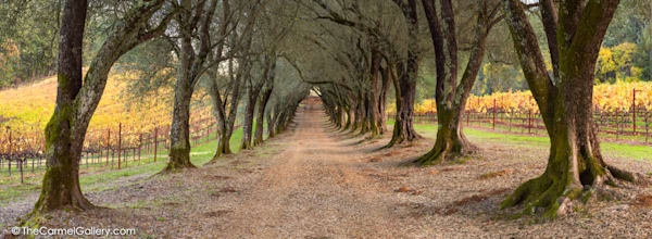 Olive Grove Panorama