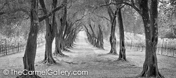 Olive Grove Path BW