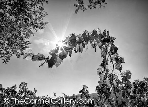 One Vine Above BW