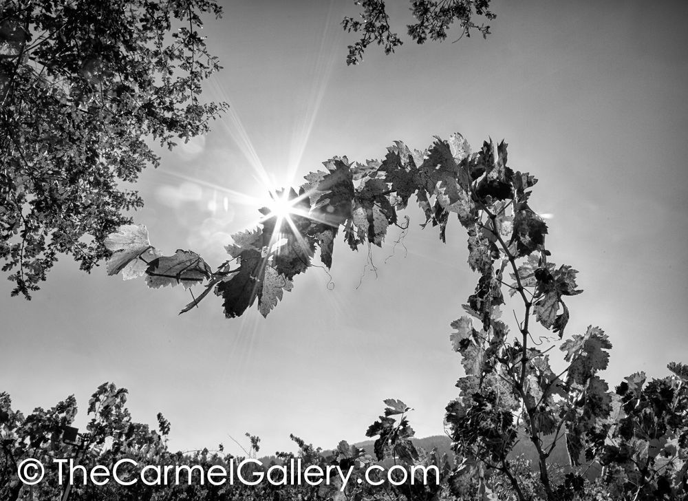 One Vine Above BW