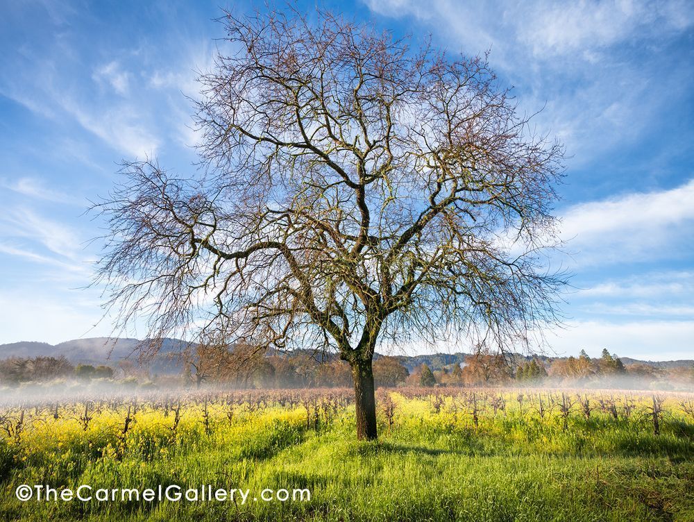 One Tree Hill Photography Art | The Carmel Gallery
