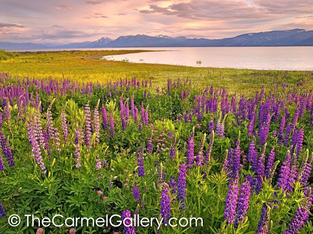 Lupine Field at Sunset