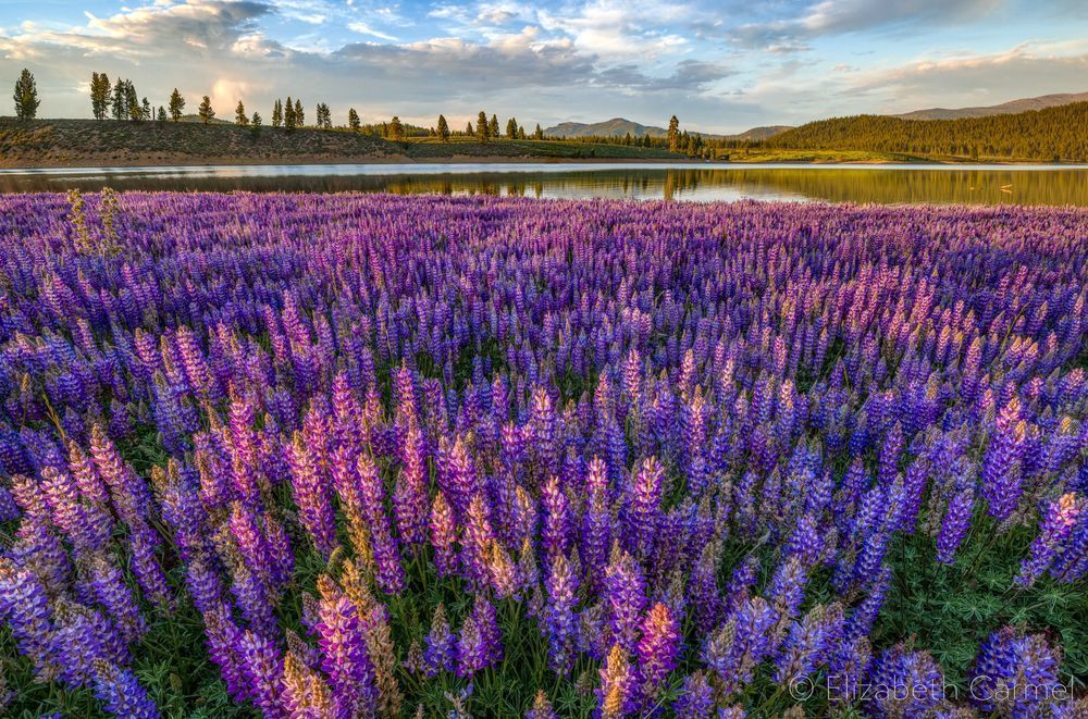 Lupine Sunset Photography Art | The Carmel Gallery