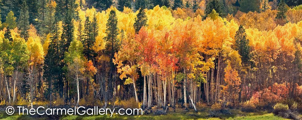 Lundy Canyon Autumn