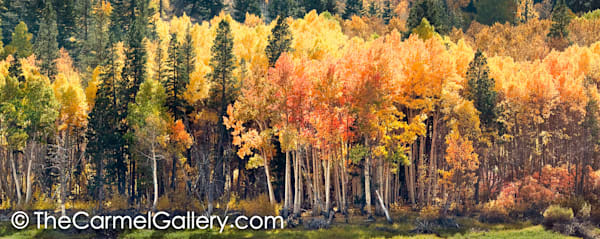 Lundy Canyon Autumn