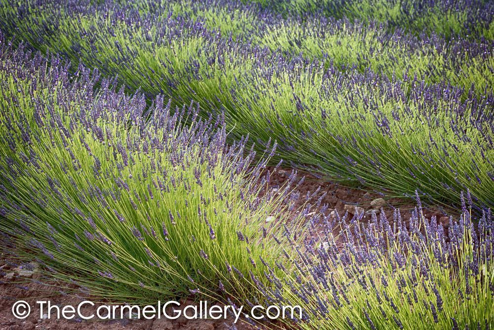 Lavender