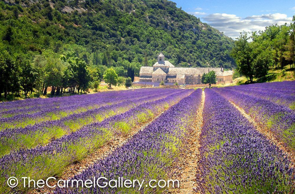 Lavendar Fields, Church of Senanque