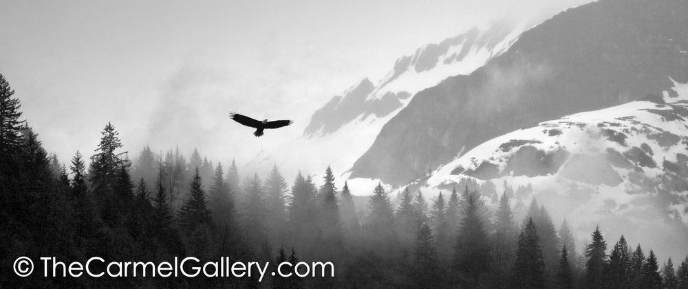 Lone Eagle at Dawn BW