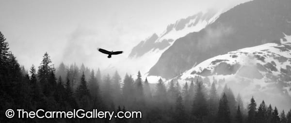 Lone Eagle at Dawn BW