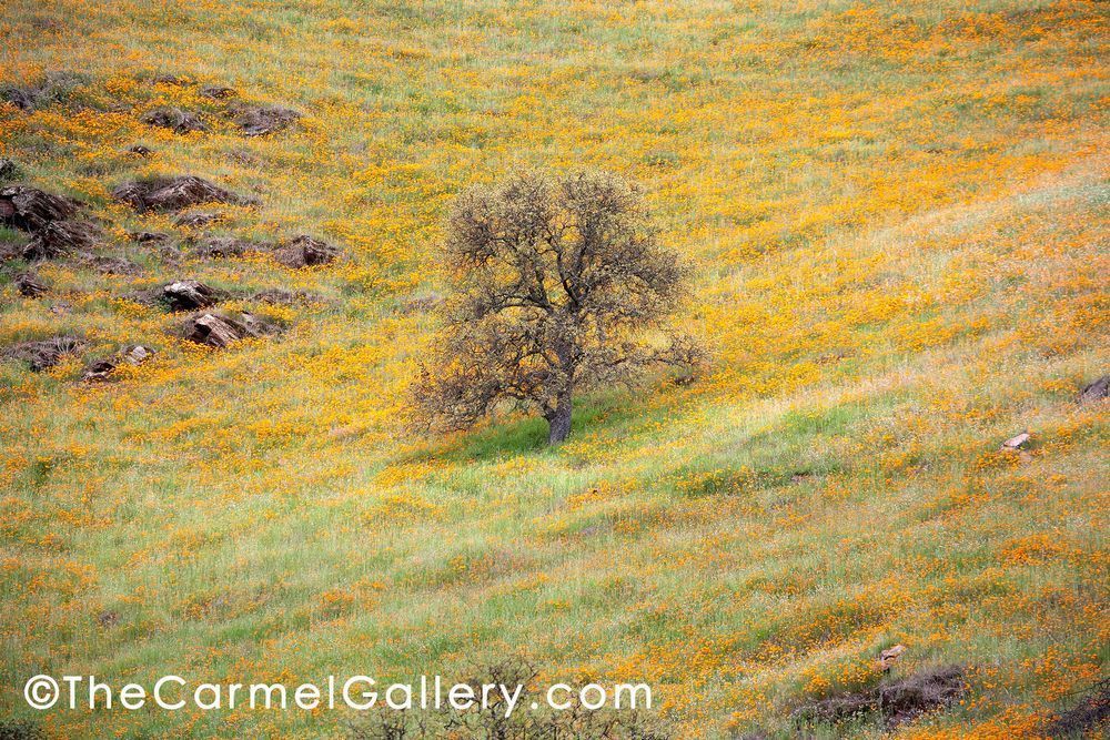 Lone Oak And Poppies Ii Photography Art | The Carmel Gallery