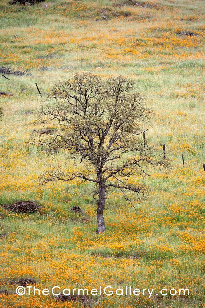 Lone Oak And Poppies Photography Art | The Carmel Gallery