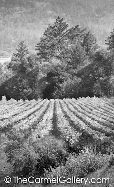 Light Through the Trees BW