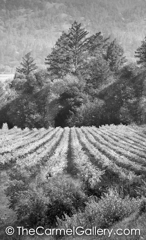 Light Through the Trees BW