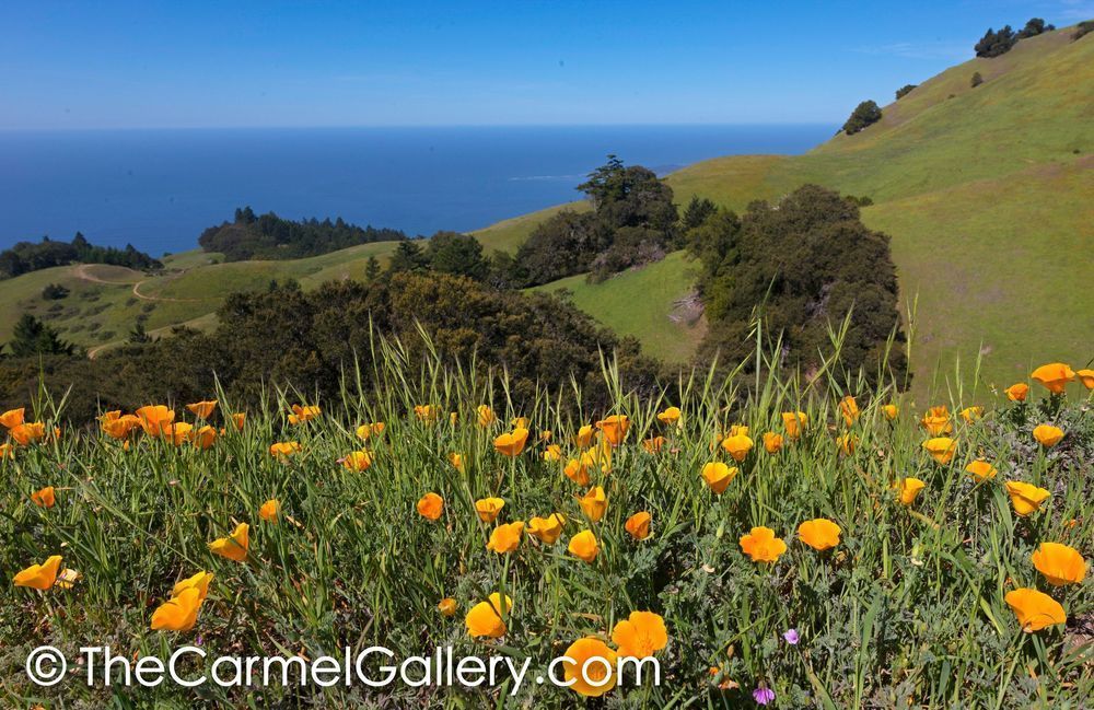 Mt. Tam Poppies