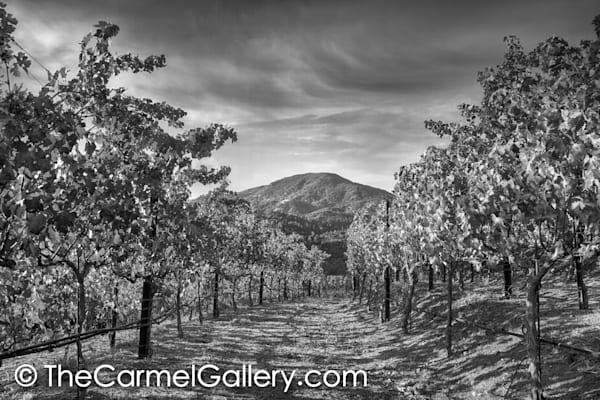 Mt St Helena Autumn BW