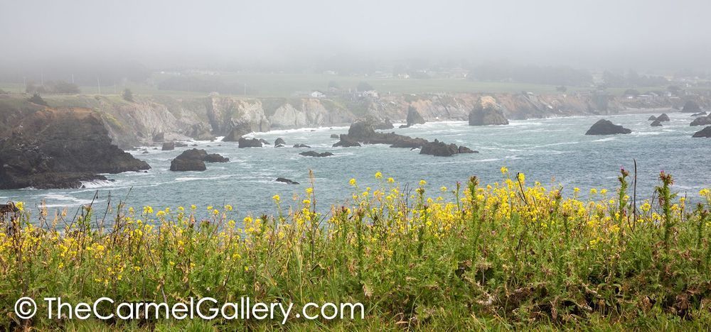 Mustard In The Mist, Sonoma Coast Photography Art | The Carmel Gallery