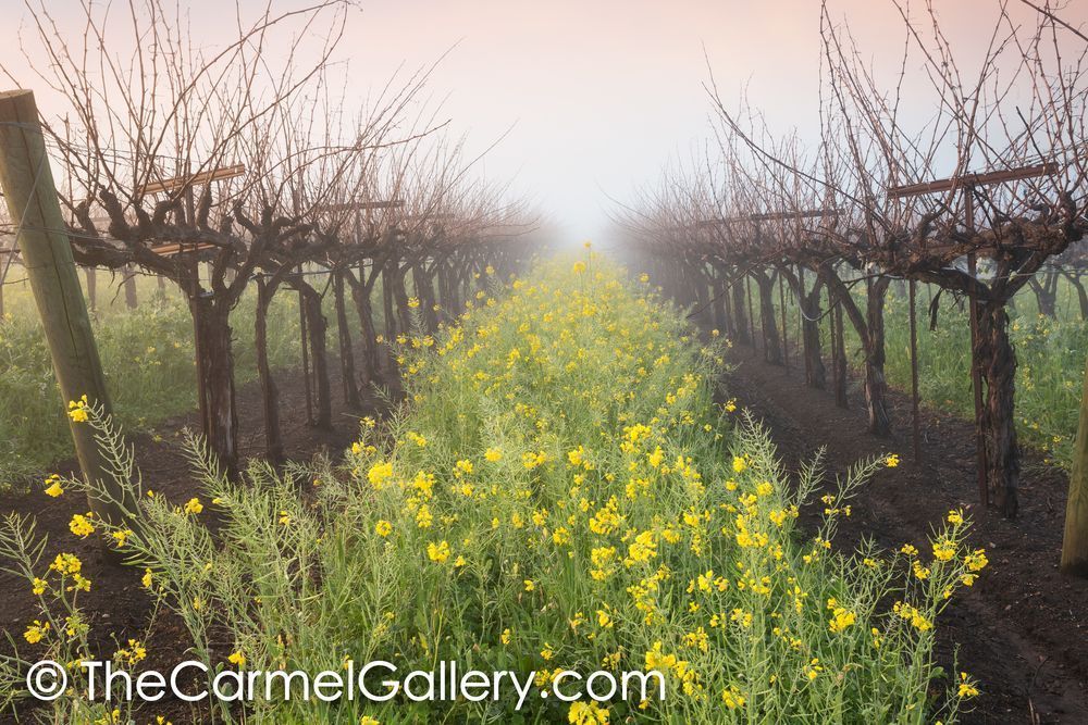 Mustard in the Mist