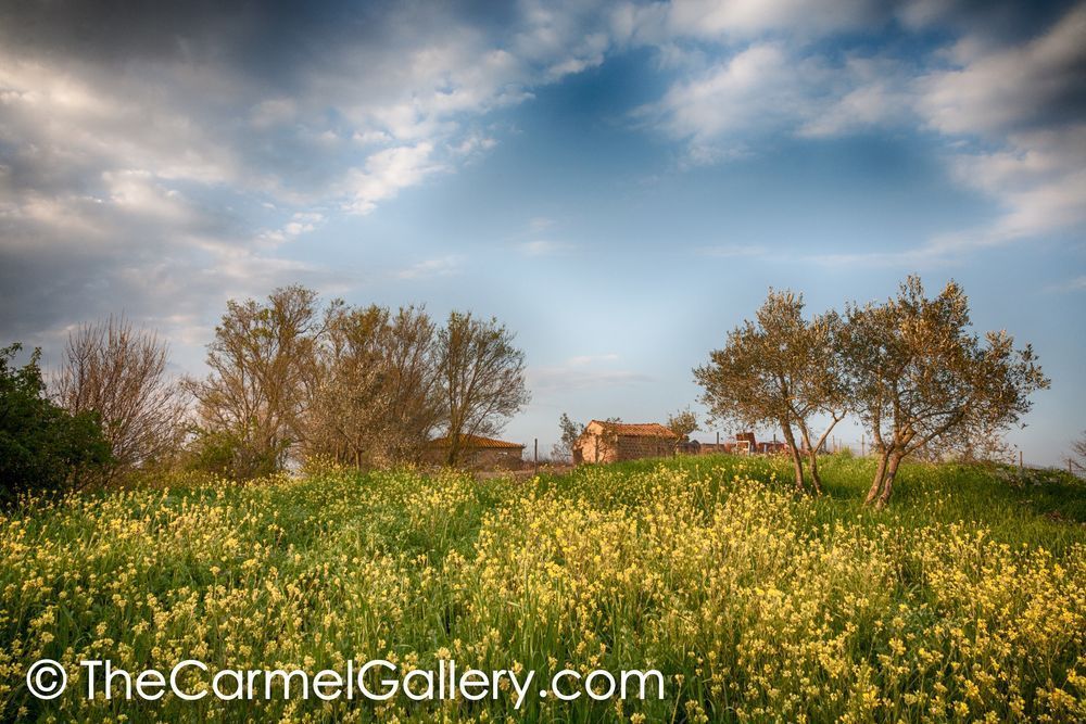 Mustard and Olives Tuscany