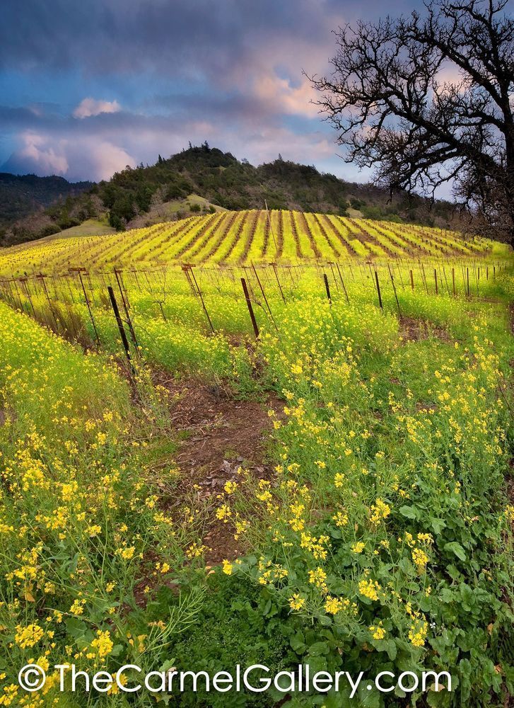 Mustard Bloom