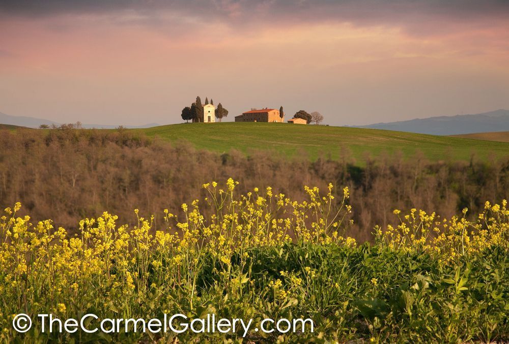 Mustard Bloom Tuscany