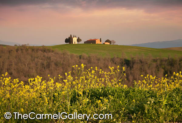 Mustard Bloom Tuscany