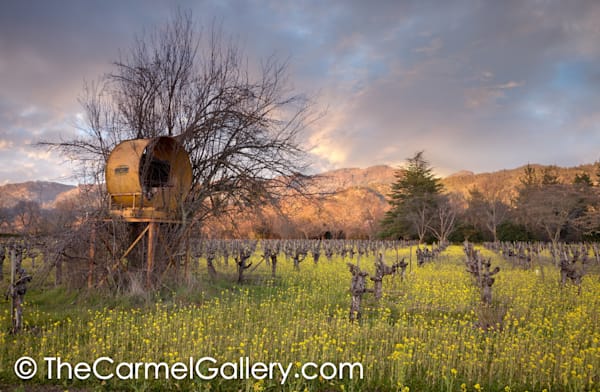 Mustard Fields in Spring II