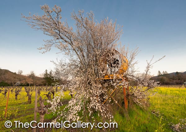 Mustard Fields in Spring I