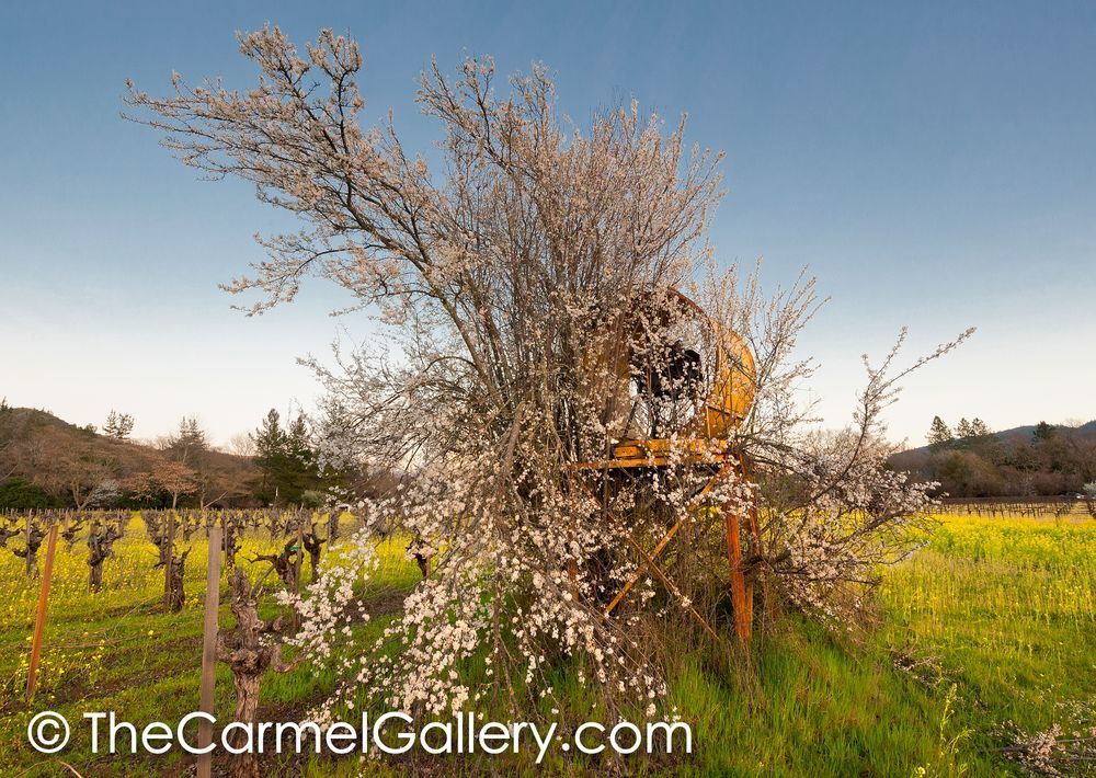 Mustard Fields in Spring I