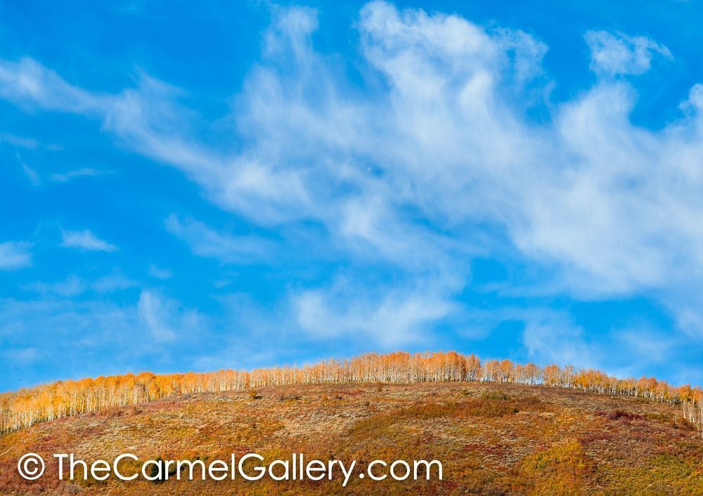 March of the Aspens