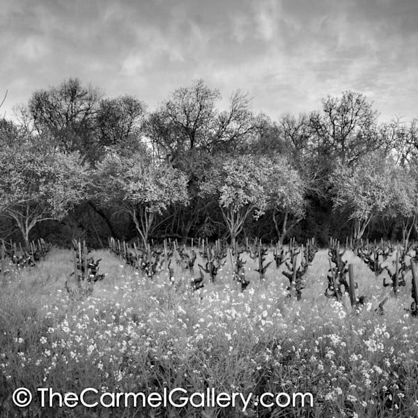 March Evening BW