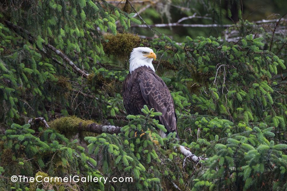 Majestic Eagle Photography Art | The Carmel Gallery