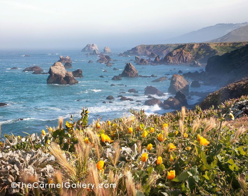 Morning Poppies California Coast Photography Art | The Carmel Gallery