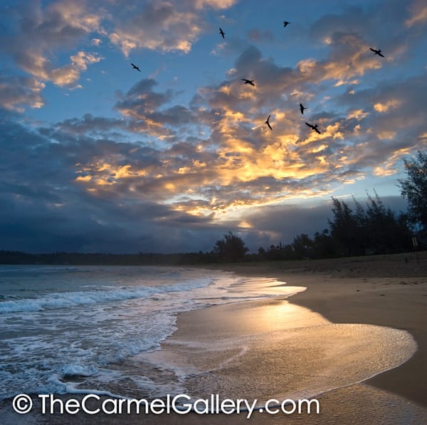 Morning Shorebirds