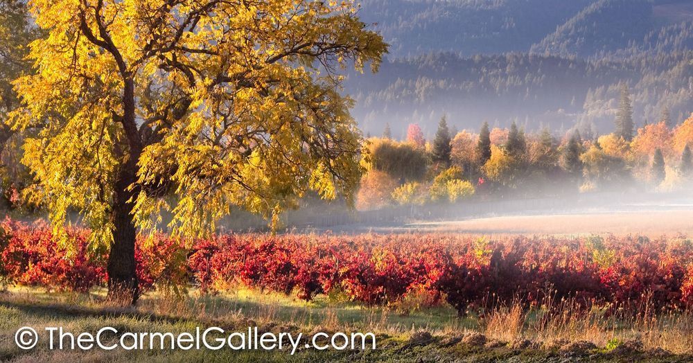 Morning Mist Napa